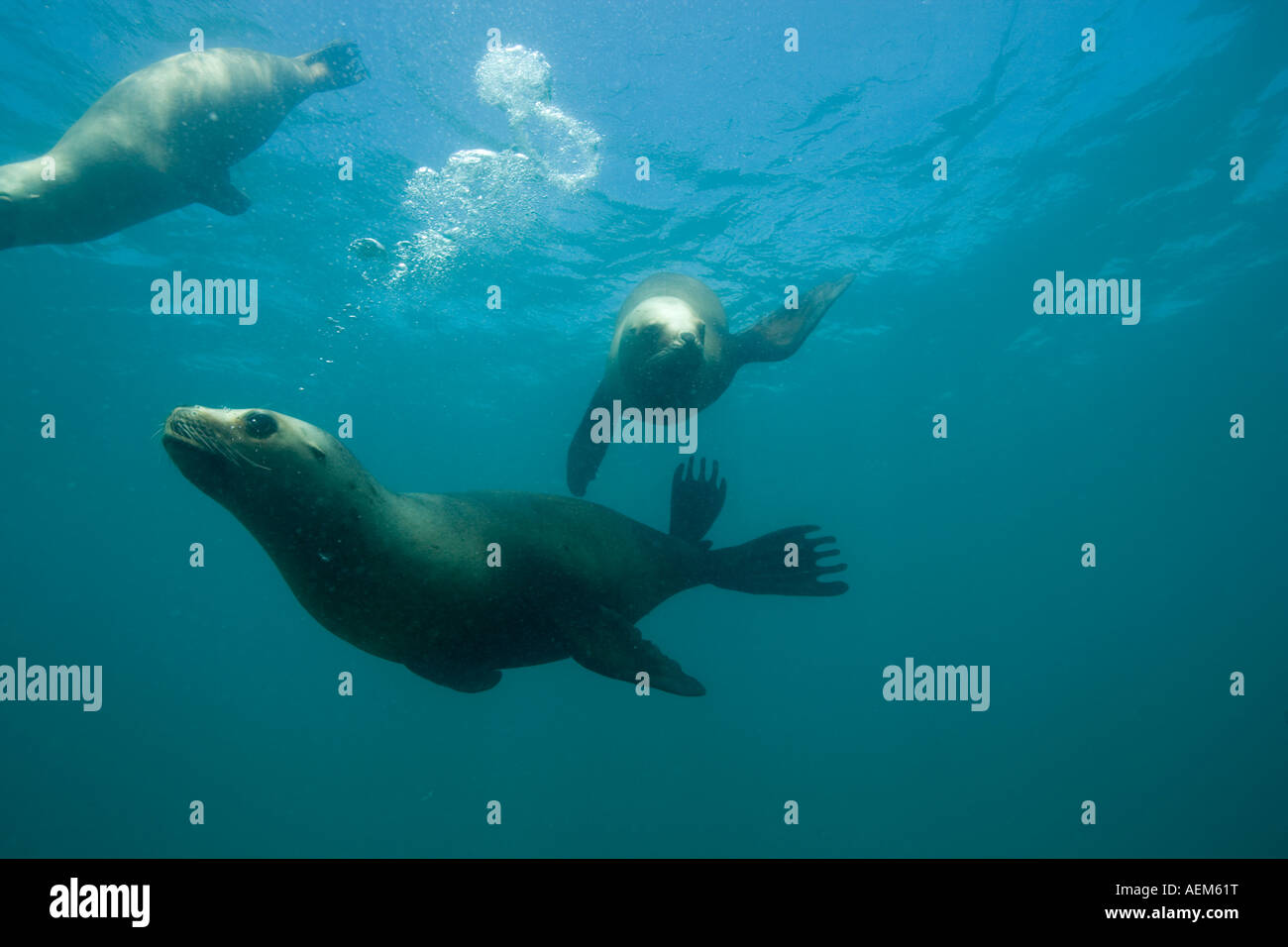 Argentina Chubut provincia Puerto Piramedes vista subacquea del Sud Sea Lion Foto Stock