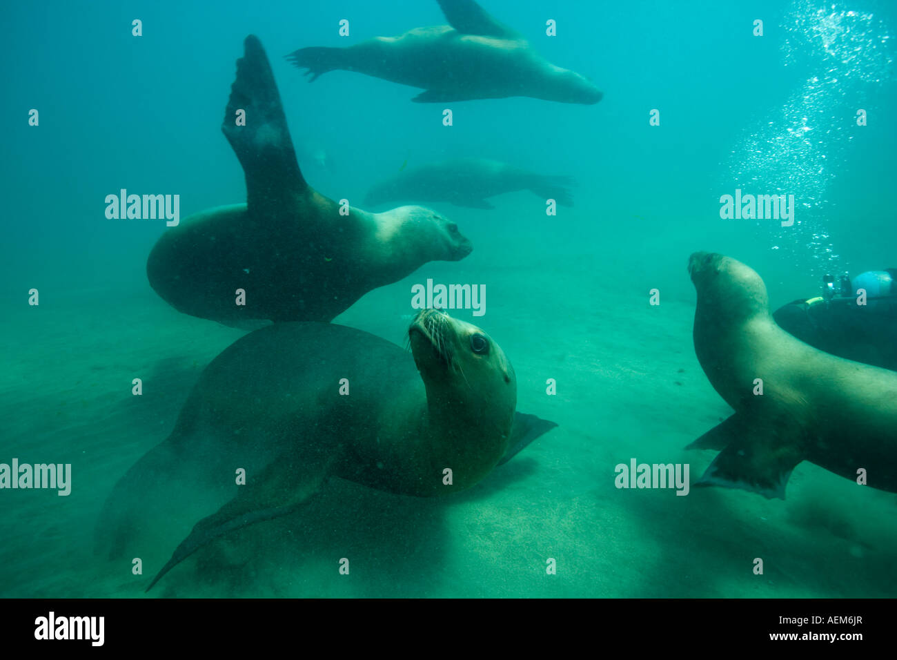 Argentina Chubut provincia Puerto Piramedes vista subacquea di leoni marini del sud Foto Stock