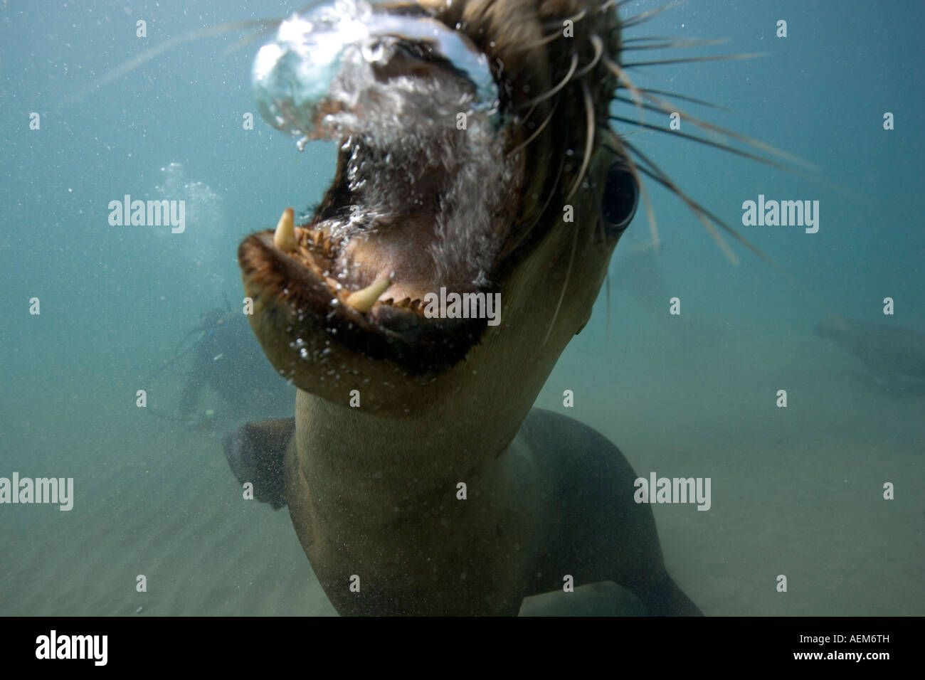 Argentina Chubut provincia Puerto Piramedes vista subacquea di leoni marini del sud Foto Stock