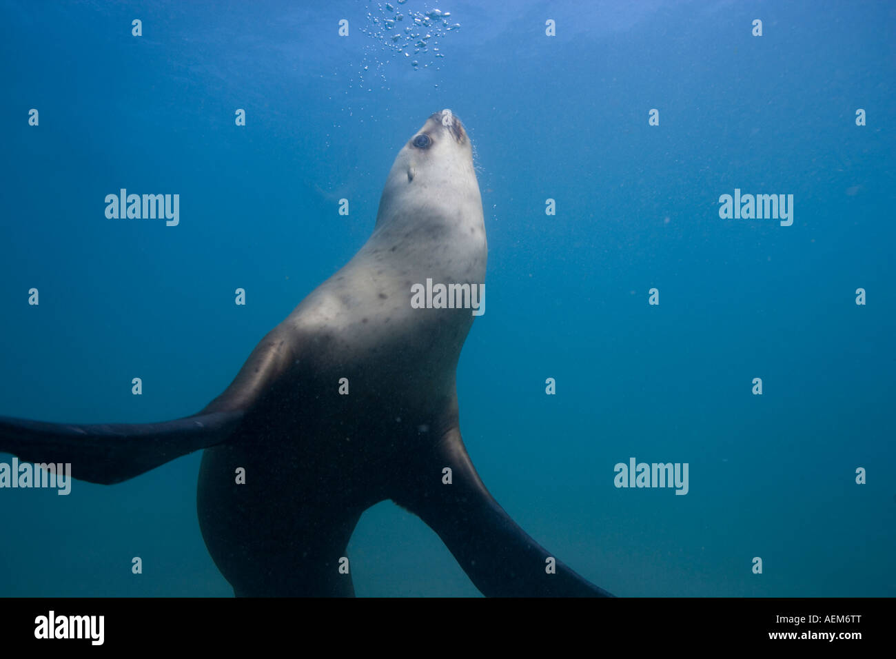 Argentina Chubut provincia Puerto Piramedes vista subacquea di leoni marini del sud Foto Stock