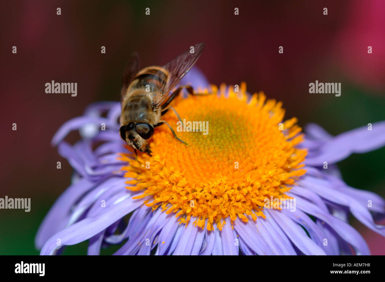 Drone-Fly (Sericomyia silentis) su un fiore Aster Foto Stock