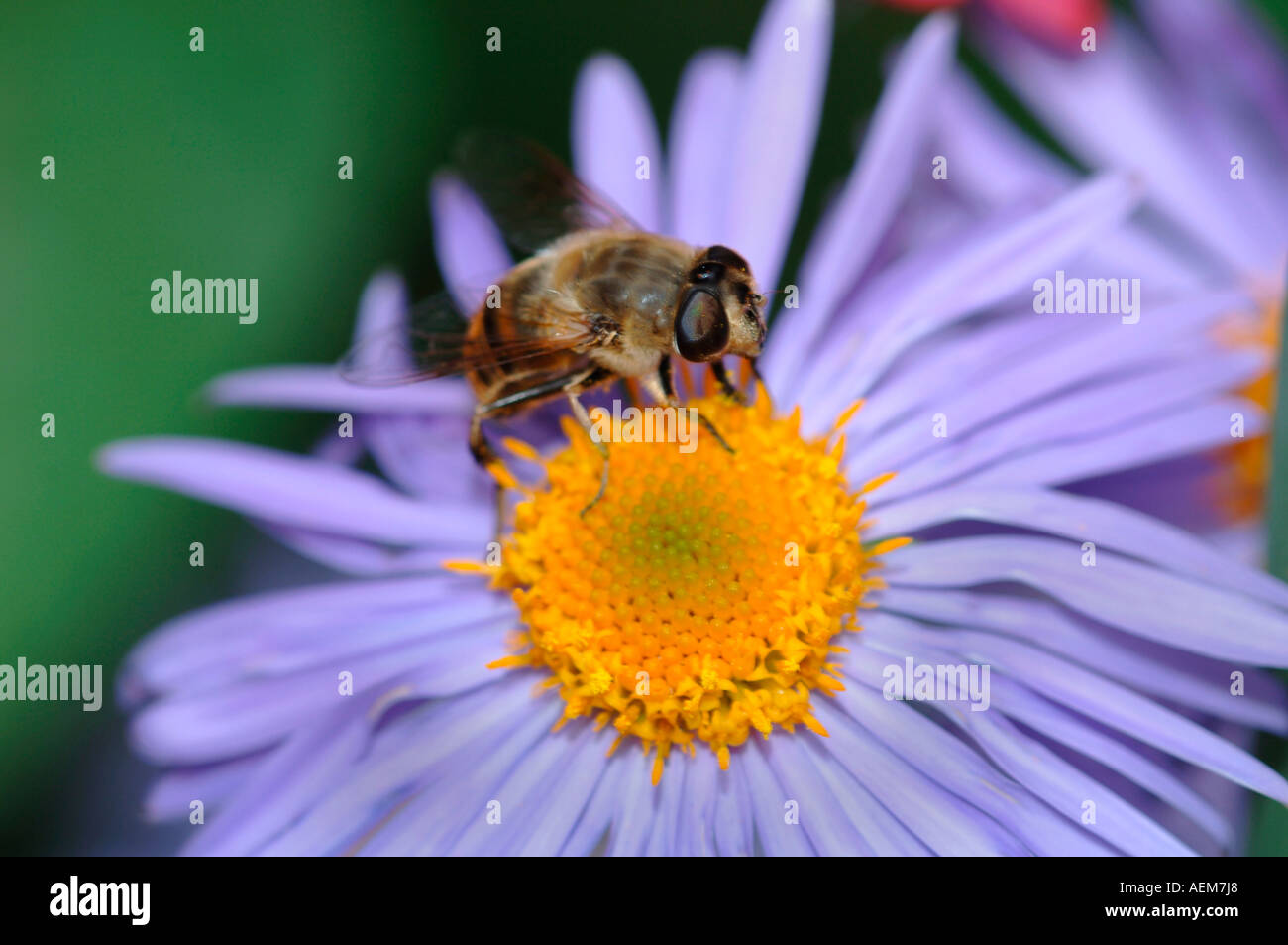 Drone-Fly (Sericomyia silentis) su un fiore Aster Foto Stock
