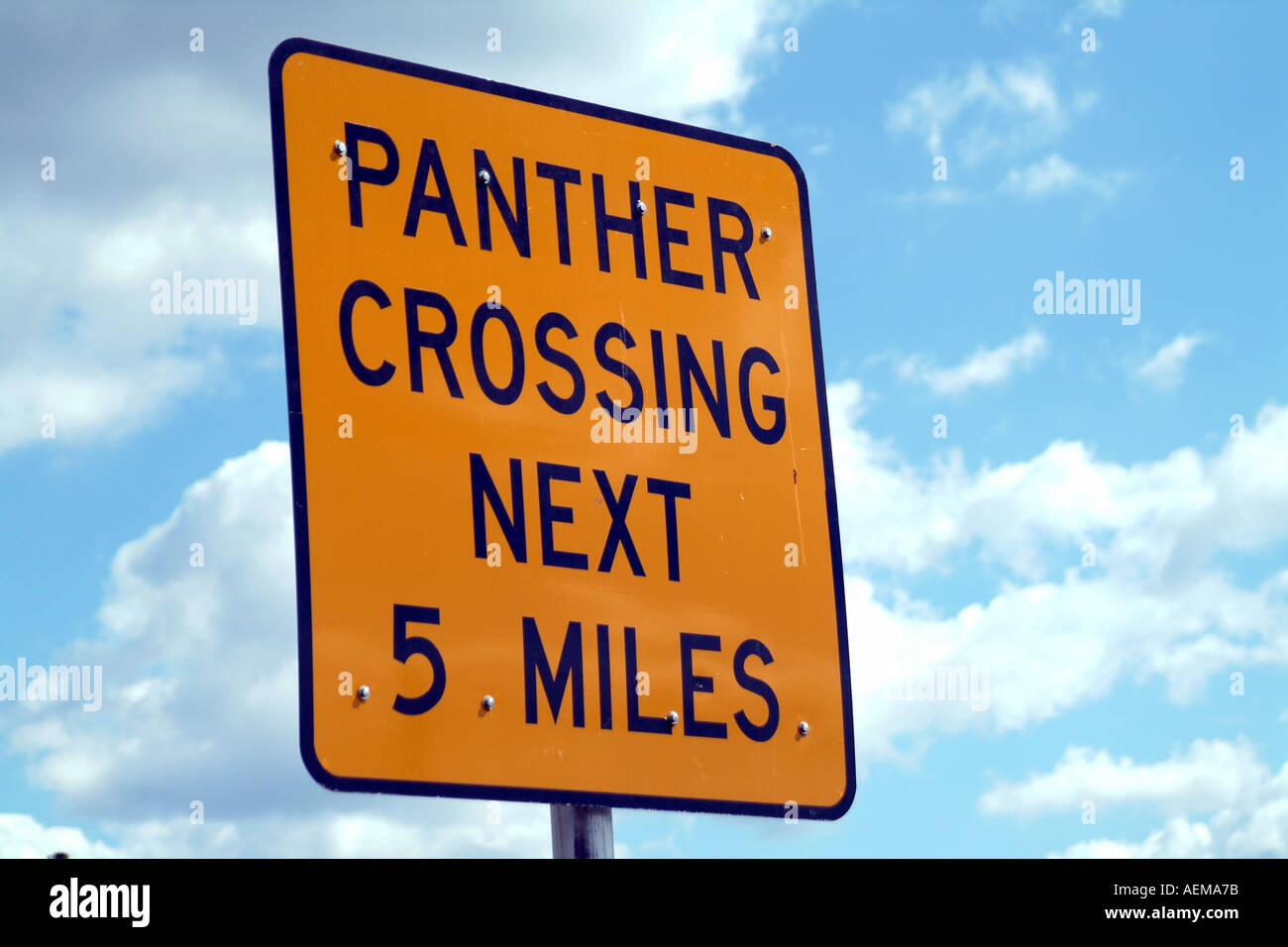 Panther crossing segno sul sentiero Tamiami per voli in Everglades South Florida USA Foto Stock
