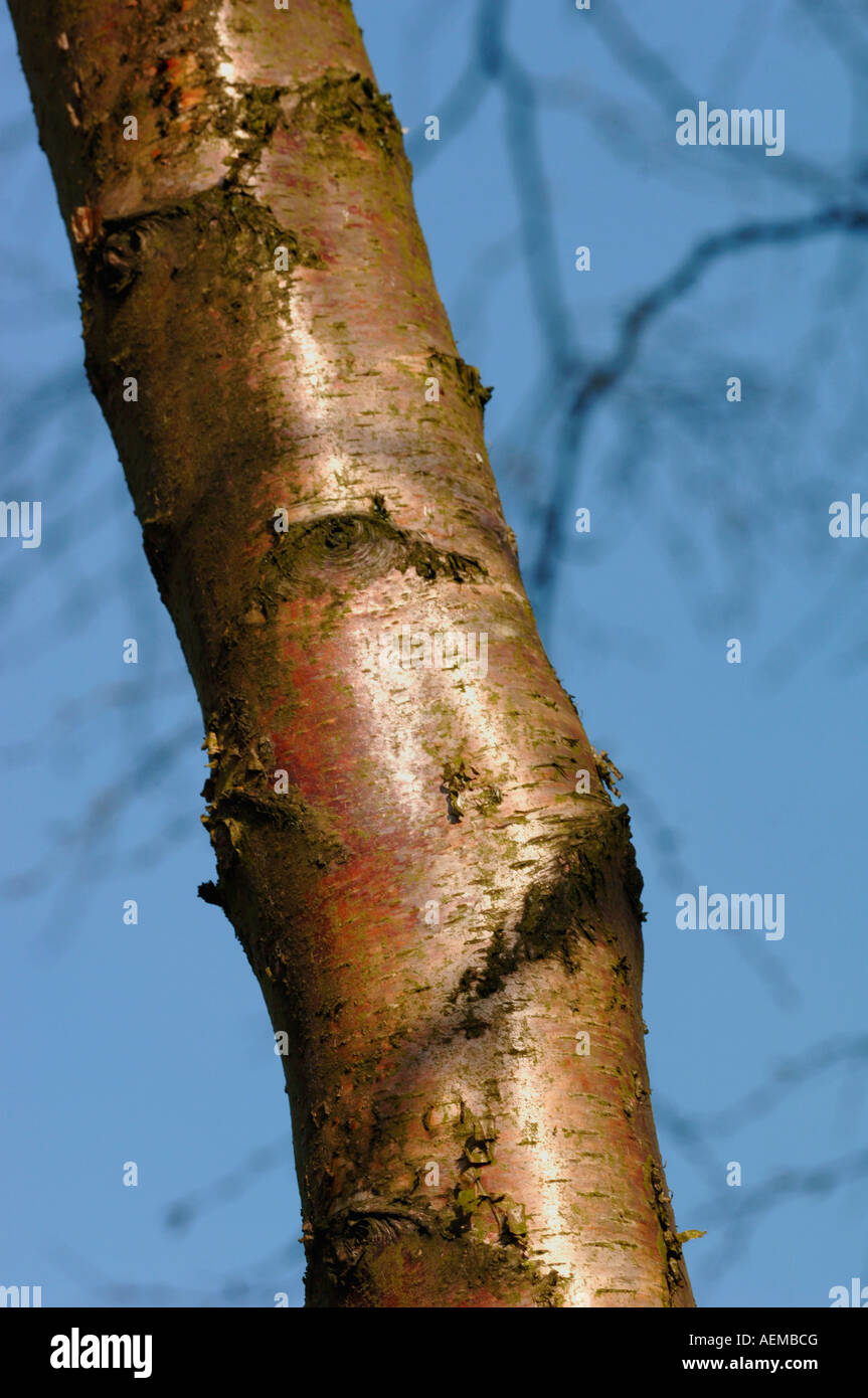 Prunus serrula Tree. Foto Stock