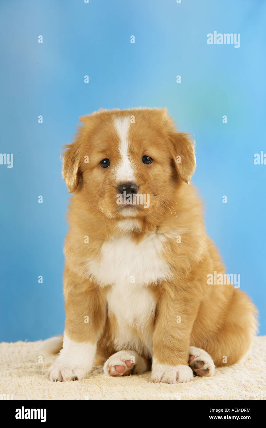 Nova Scotia Duck Tolling Retriever cucciolo Foto Stock