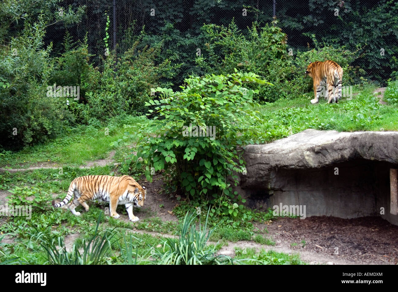 Due le tigri siberiane in un zoo Foto Stock