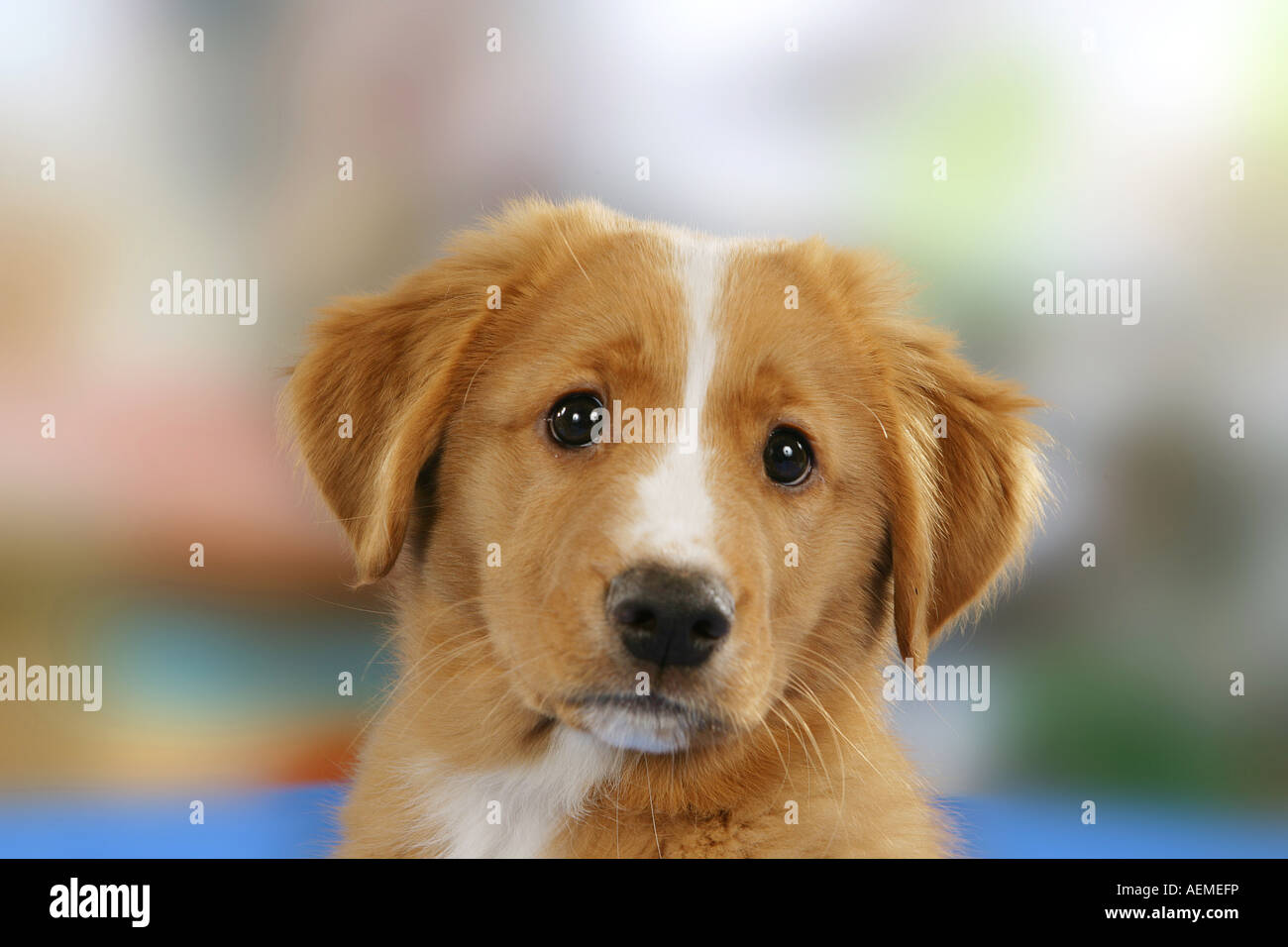 Nova Scotia Duck Tolling Retriever cucciolo Foto Stock