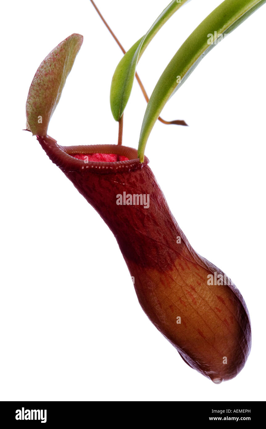 Studio foto di una Nepenthes alata Foto Stock