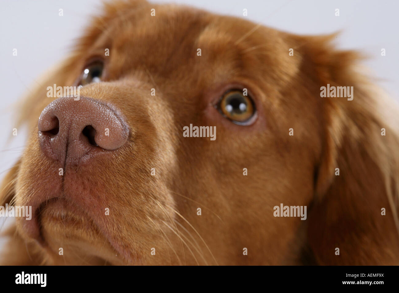 Nova Scotia Duck Tolling Retriever Foto Stock