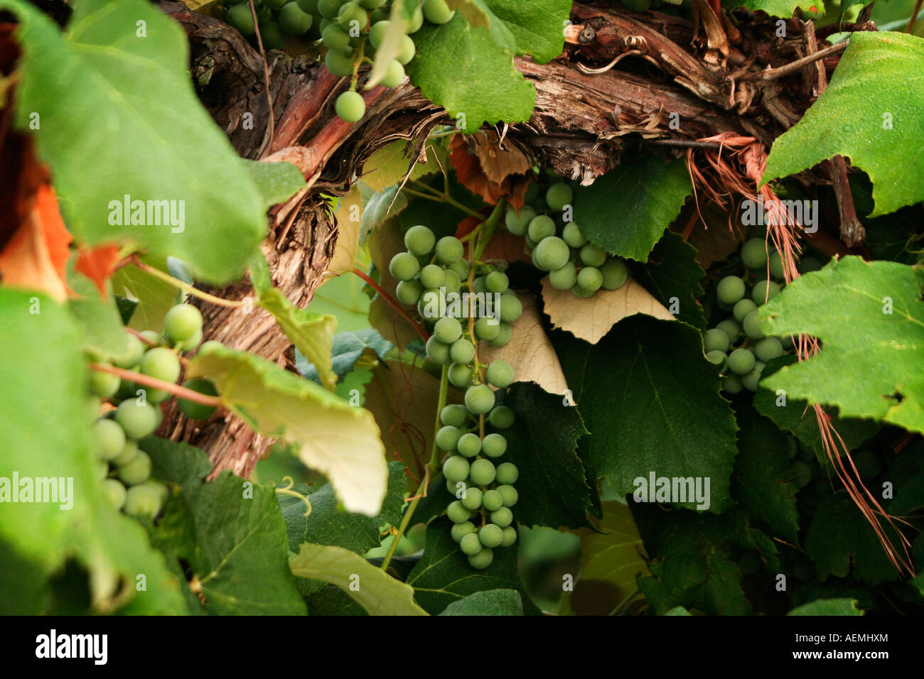 Grapevine Foto Stock