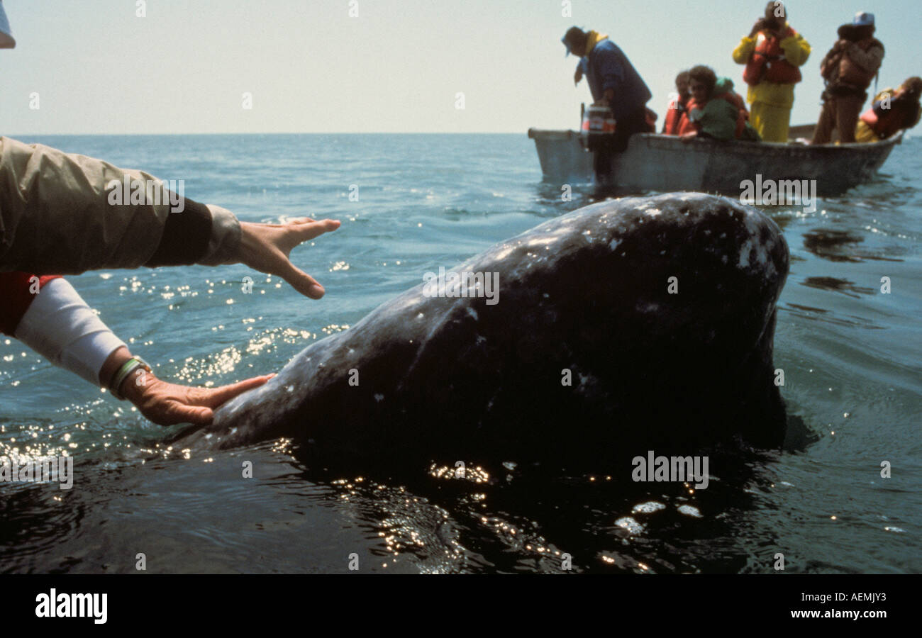 Gentile balena grigia è toccato da visitatori di San Ignacio Laguna, Baja California, Messico Foto Stock