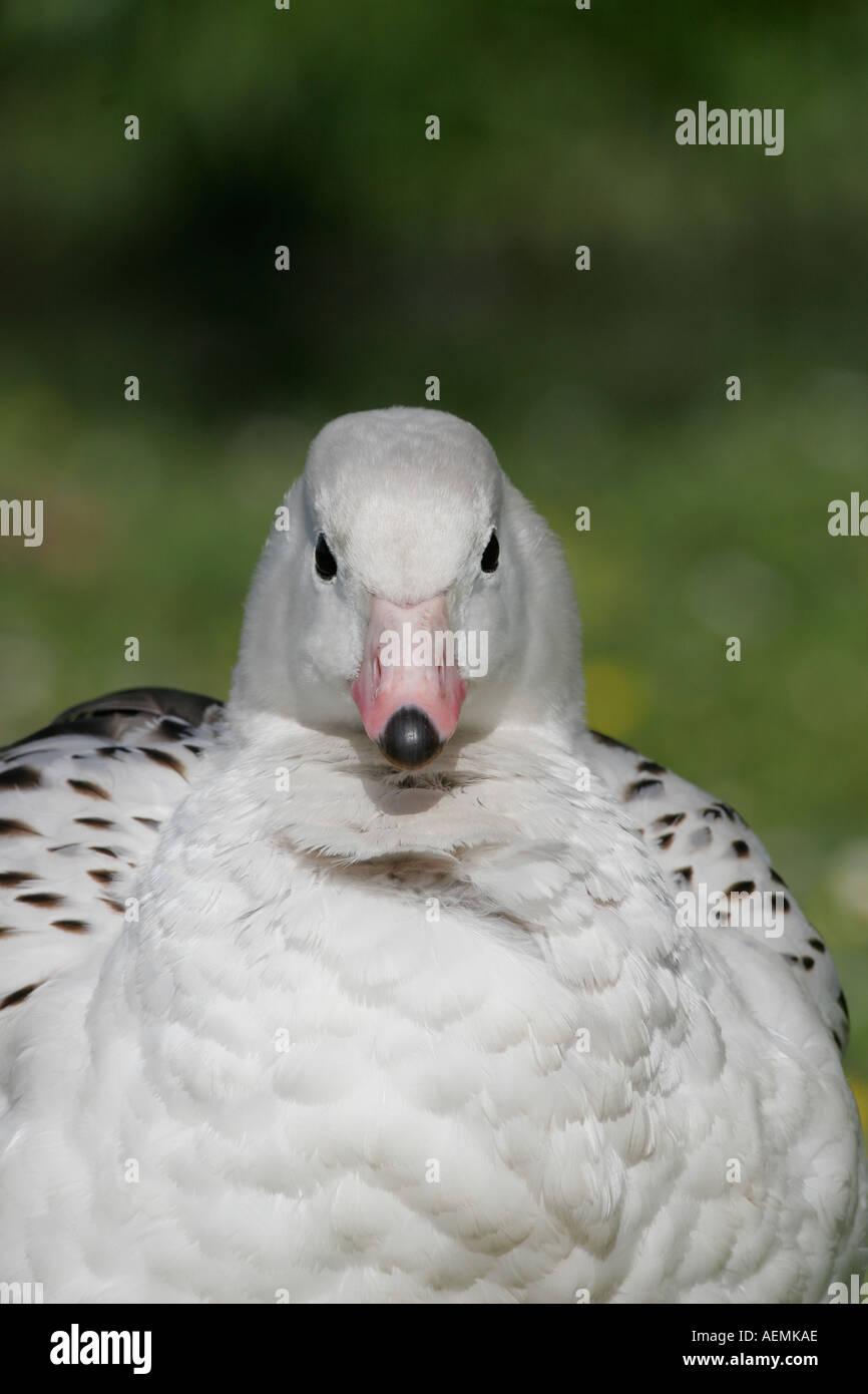 Oca bianca Foto Stock