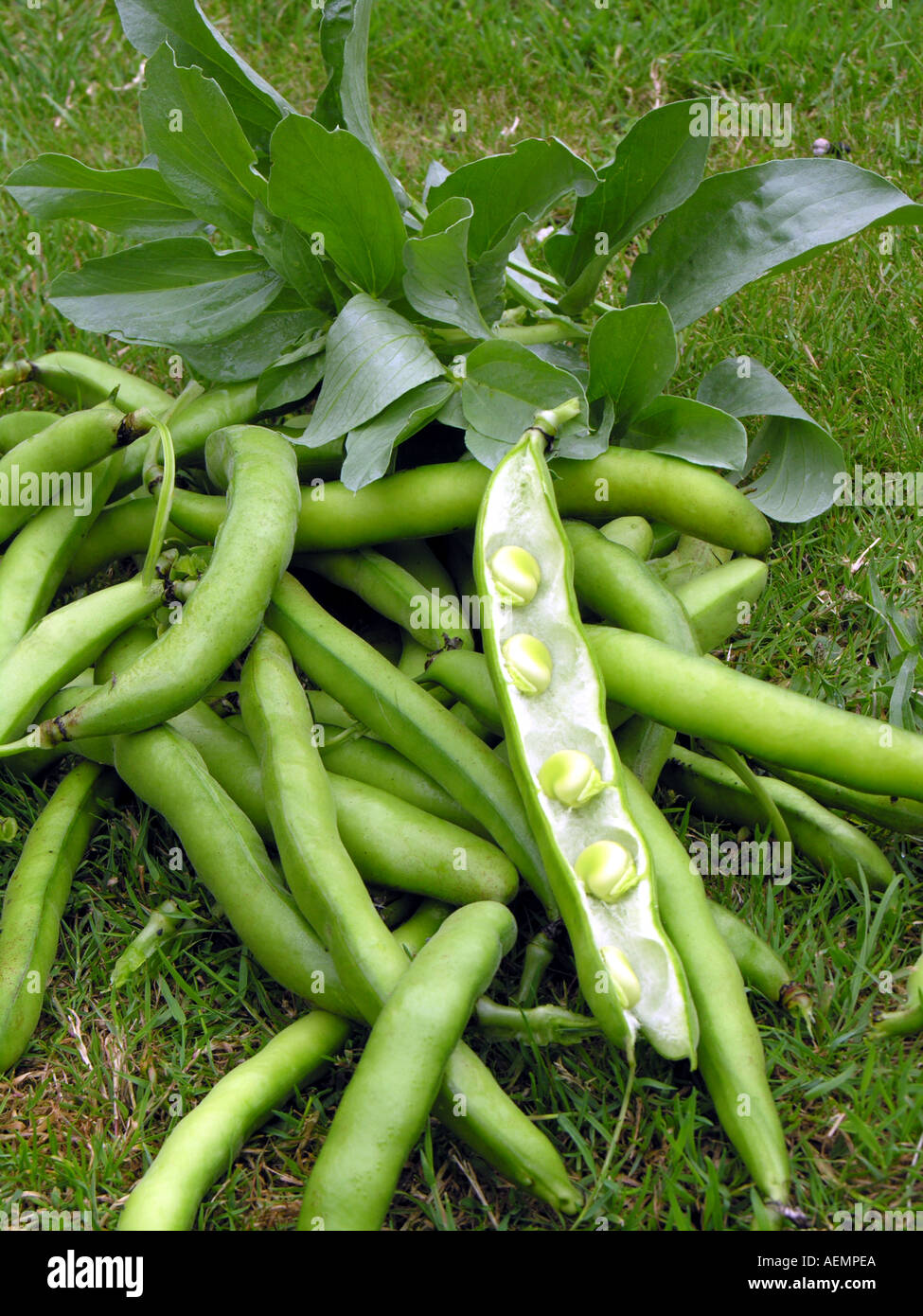 Orticoltura FAVE Vicia faba BUNYARDS EXHIBITION Foto Stock