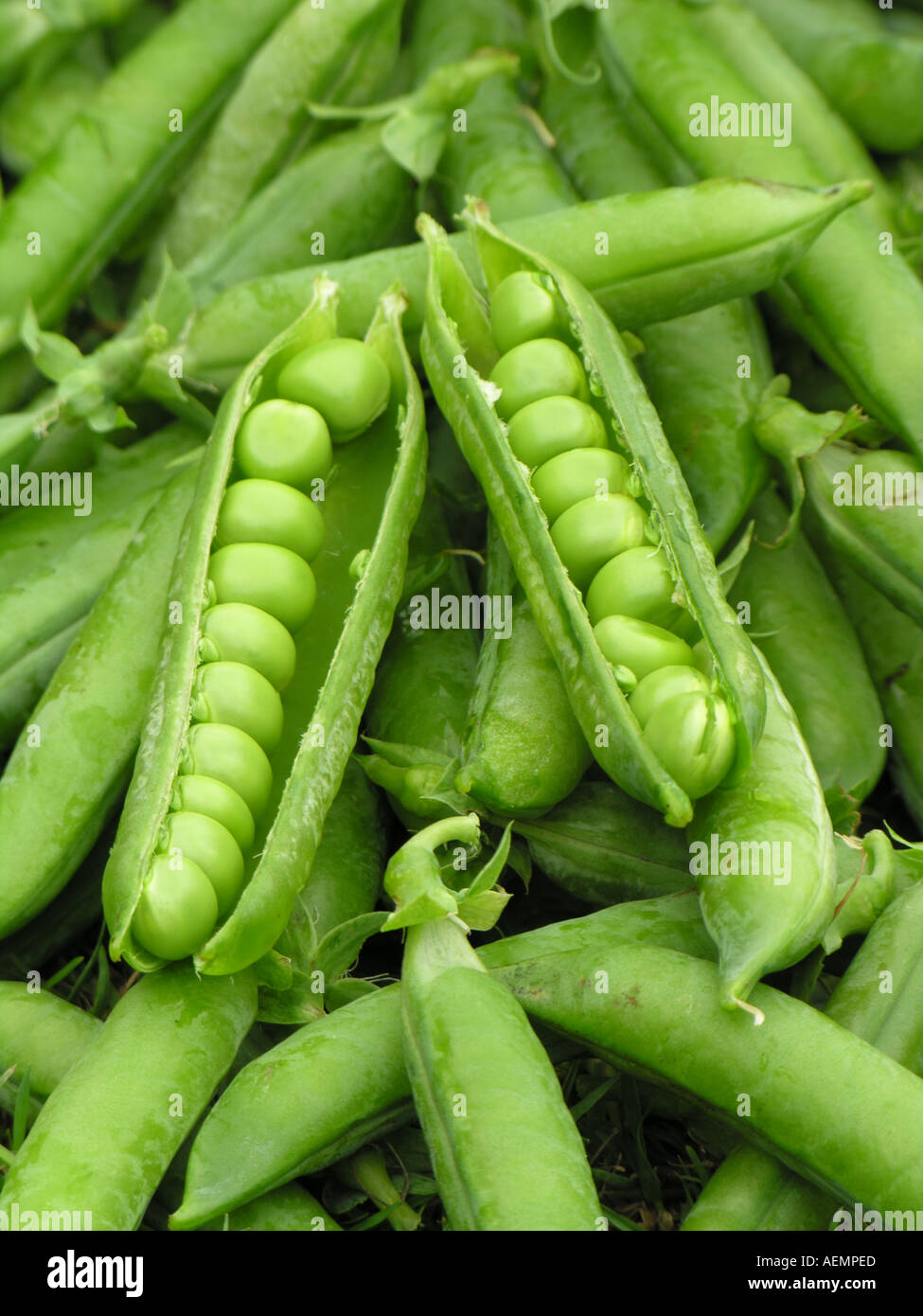 Orticoltura giardino piselli PISUM SATIVUM KELVEDON meraviglia Foto Stock