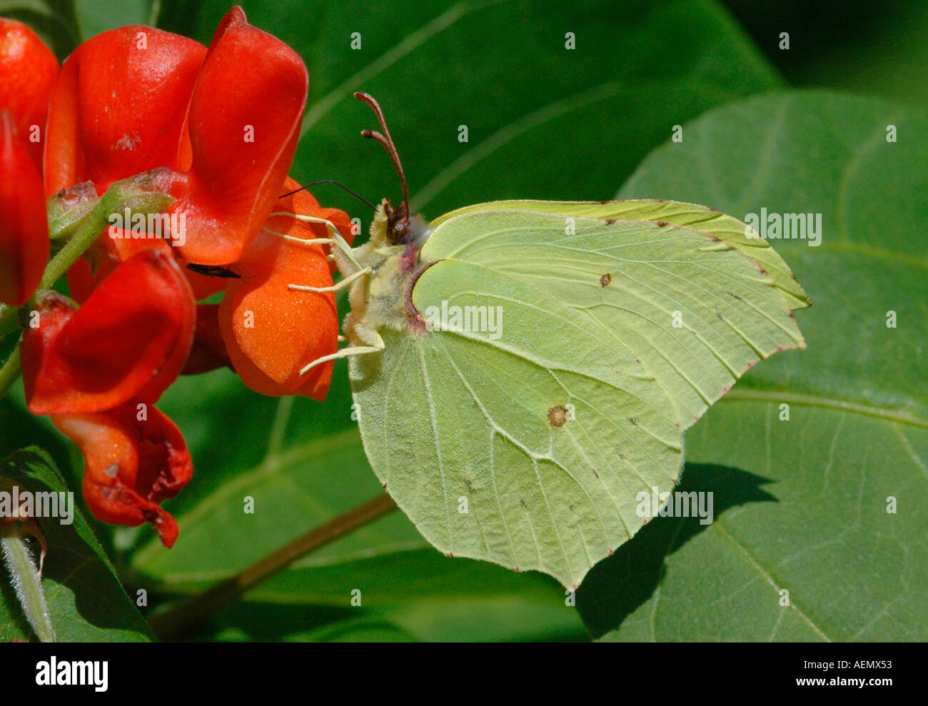 Maschio di brimstone butterfly Foto Stock