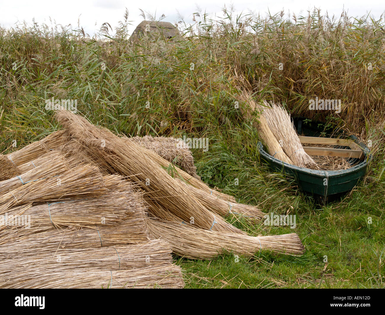 Tagliare canne raccolta attendono norfolk Centro faunistico a hickling norfolk East Anglia England Regno Unito Foto Stock