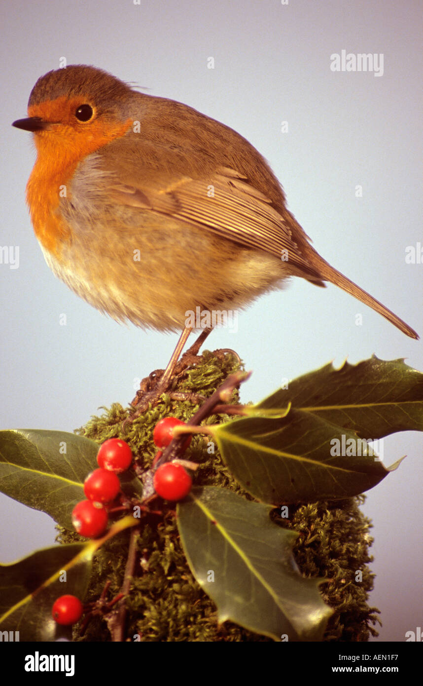 Robin su agrifoglio Foto Stock