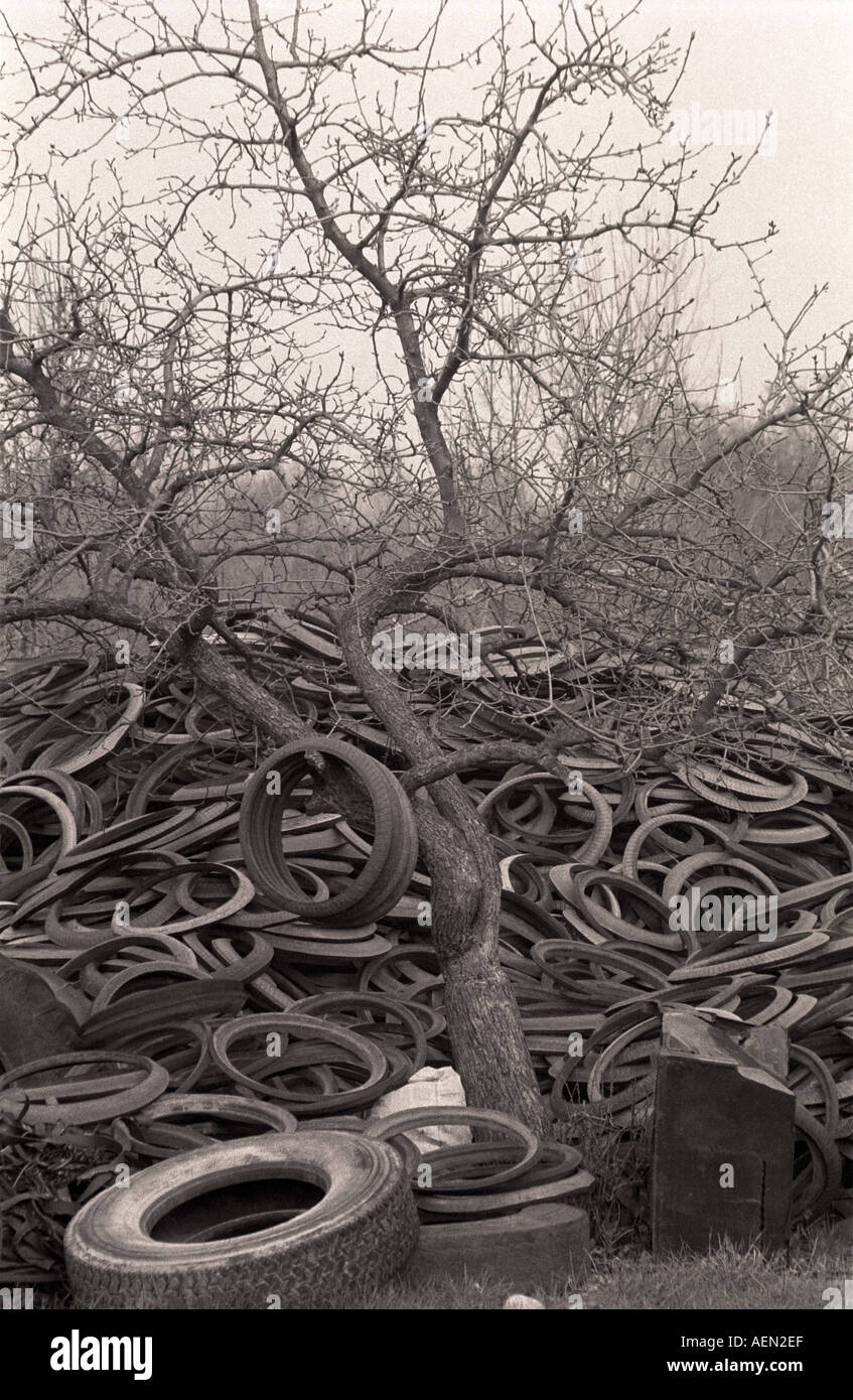 Alberi sepolti da centinaia di vecchi pneumatici di gomma Foto Stock