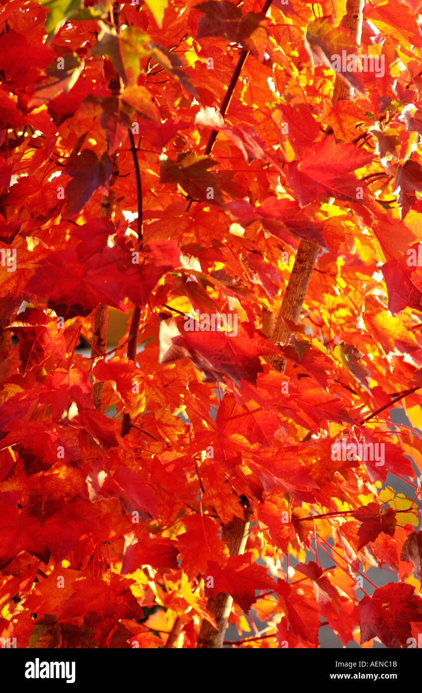 Caduta foglie di acero Foto Stock