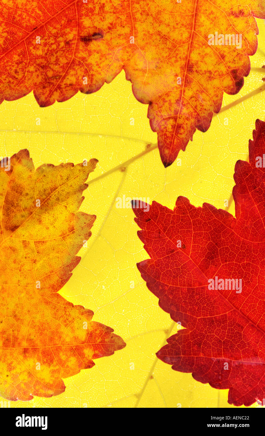 Foglie con retroilluminazione Foto Stock