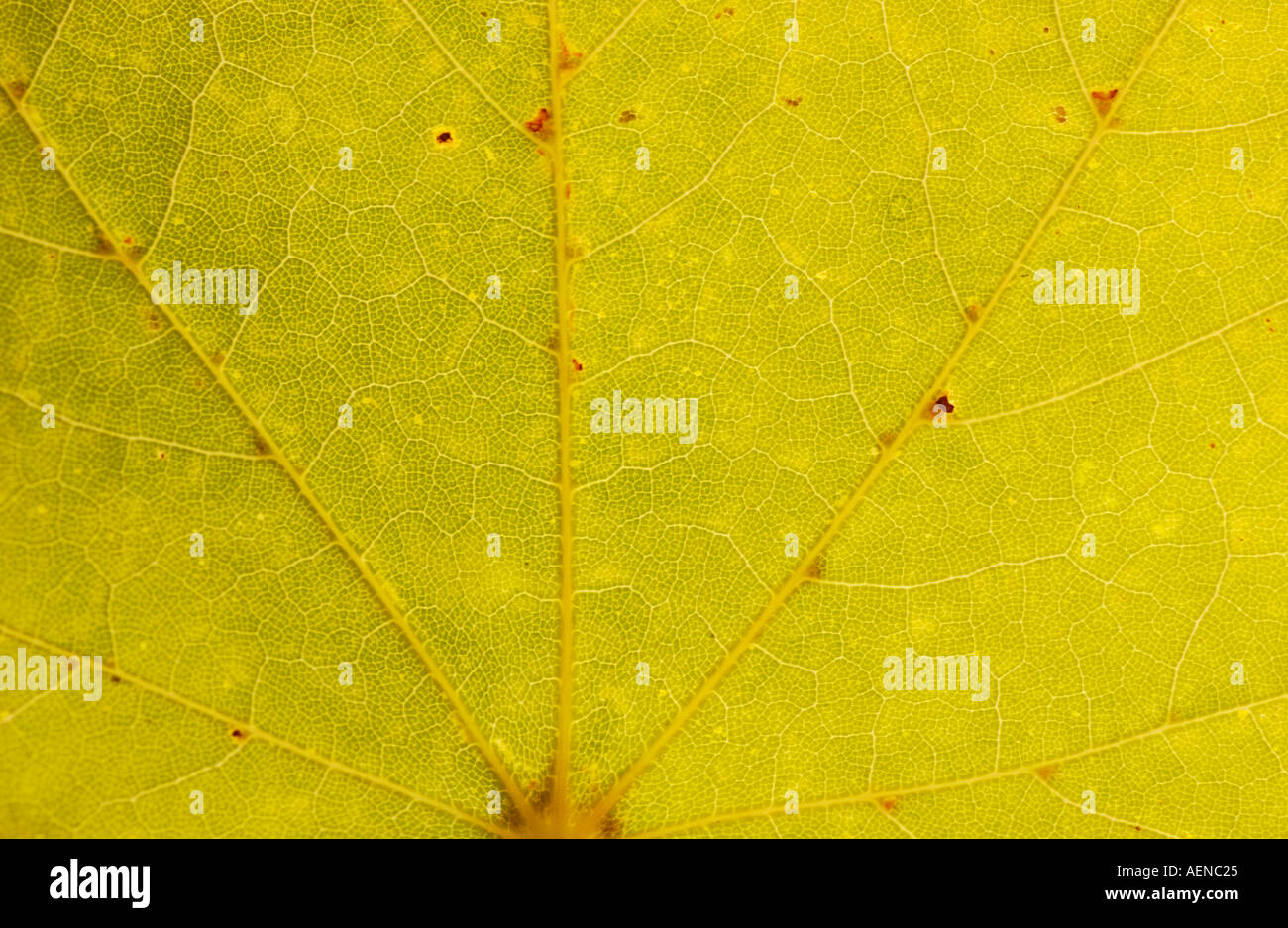 Primo piano di foglie di giallo Foto Stock