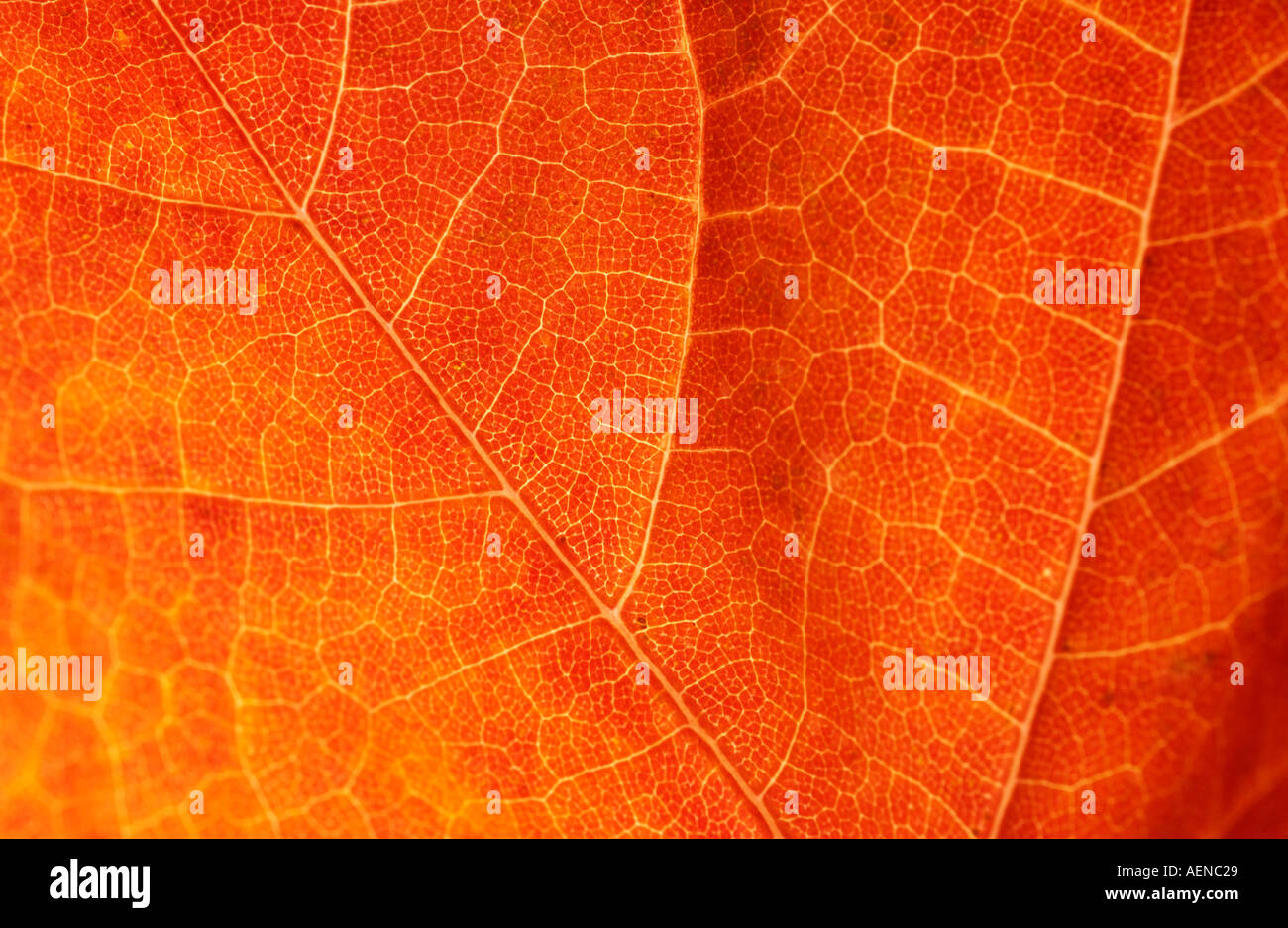 Primo piano di foglie di colore arancione Foto Stock