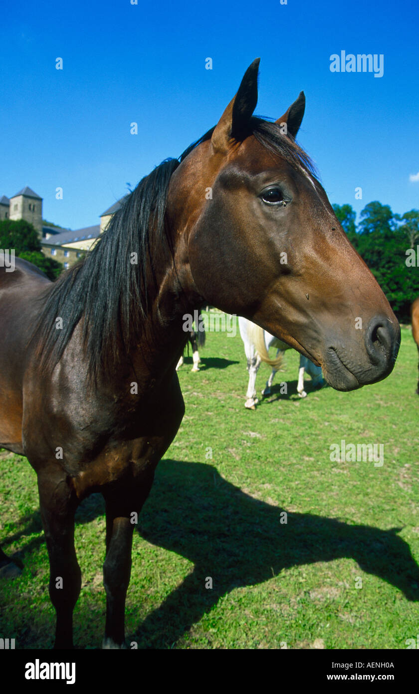 Marrone testa di cavallo su un verde prato all abbazia benedettina gerleve billerbeck monastero della Renania settentrionale-Vestfalia Germania Europa Foto Stock