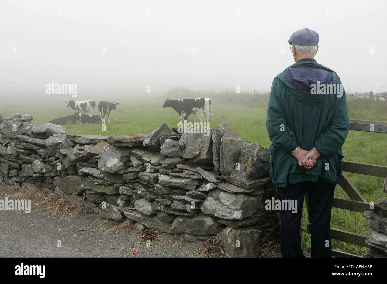 Anziani vecchio uomo in tela cercando nel campo di vacche in cattive condizioni atmosferiche IOM Foto Stock