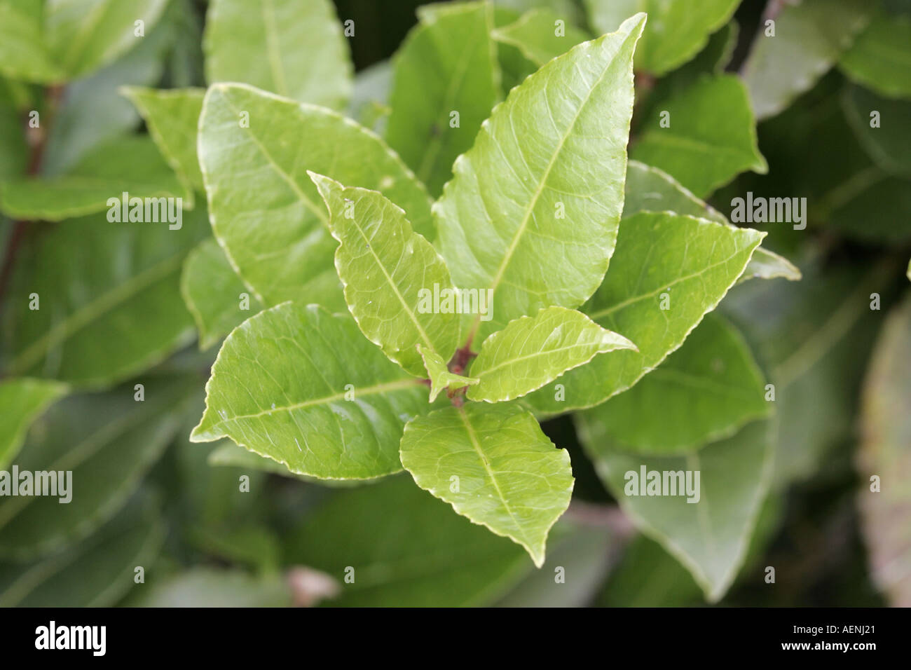 Foglie di alloro foglie di Laurus nobilis lauraceae Foto Stock