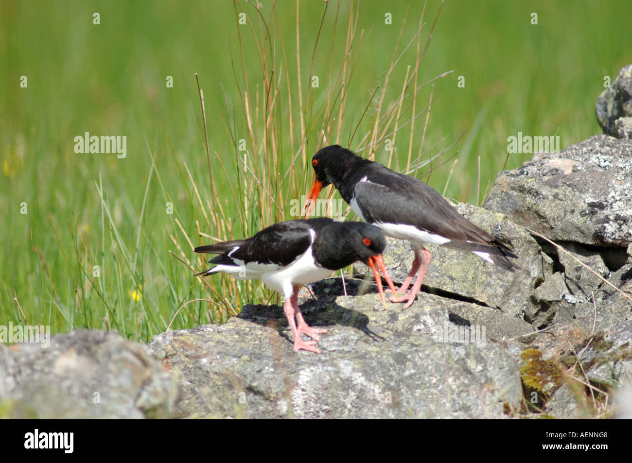 Oystercatcher, (Haematopus ostralegus) appaiati in primavera. XBIS--618 Foto Stock