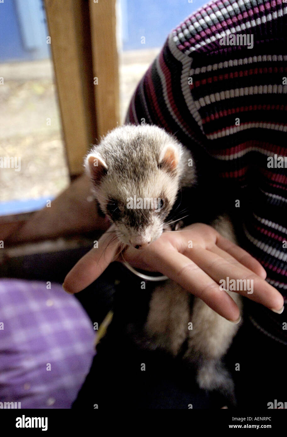 Spitalfields City Farm London REGNO UNITO Foto Stock