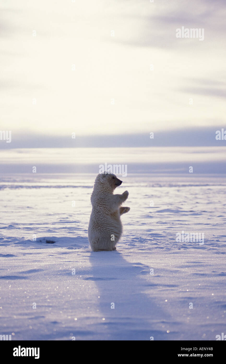 Orso polare Ursus maritimus cub in piedi e sventola sulla banchisa 1002 pianura costiera Arctic National Wildlife Refuge Alaska Foto Stock