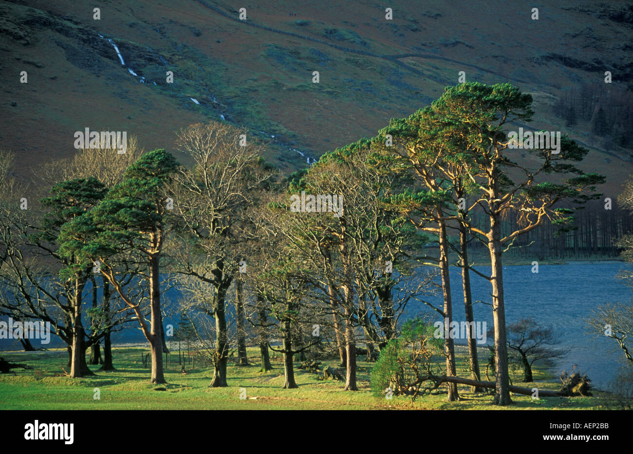Gruppo di alberi di pino al luccio Fleetwith fine Buttermere Near Keswick Lake District Cumbria Regno Unito GB EU Europe Foto Stock