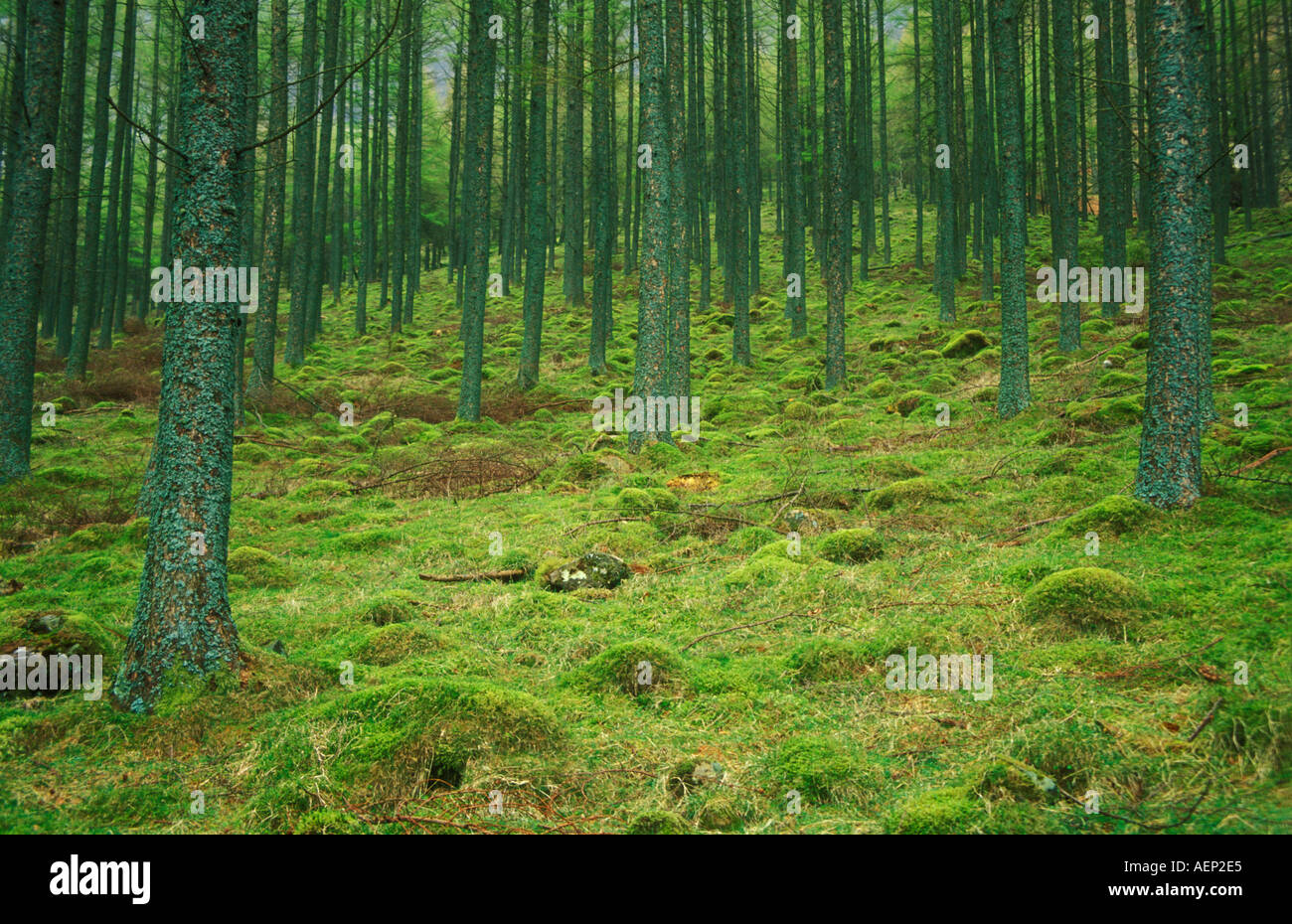 Configurazione regolare dei tronchi di pini vicino Buttermere Lake District Cumbria Inghilterra UK GB EU Europe Foto Stock