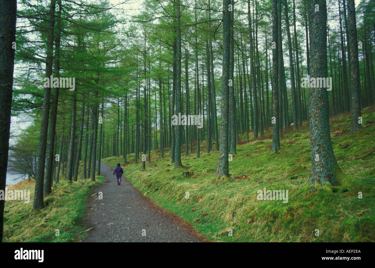 Femmina singolo escursionista sul sentiero nella pineta vicino Buttermere Lake District Cumbria Inghilterra UK GB EU Europe Foto Stock