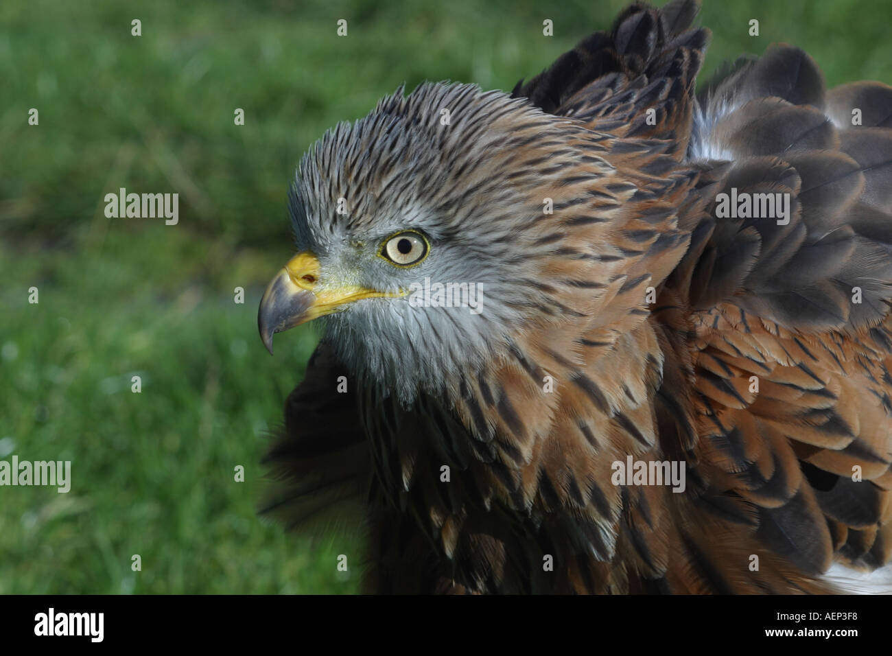 Nibbio reale Milvus milvus captive. Regno Unito Foto Stock