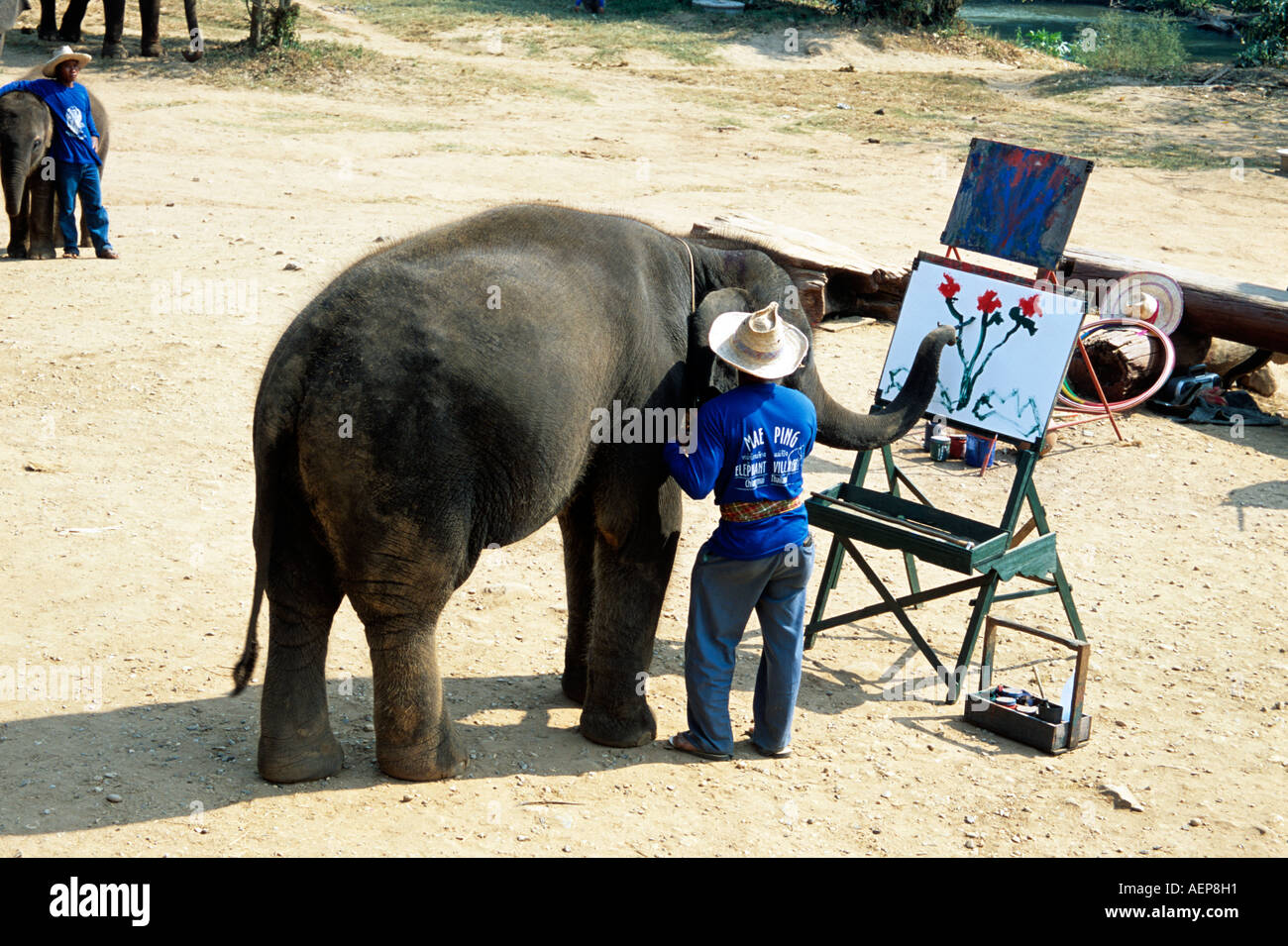 La pittura di elefante, Mae Ping Elephant Training Camp, Mae Ping, vicino a Chiang Mai, Thailandia Foto Stock