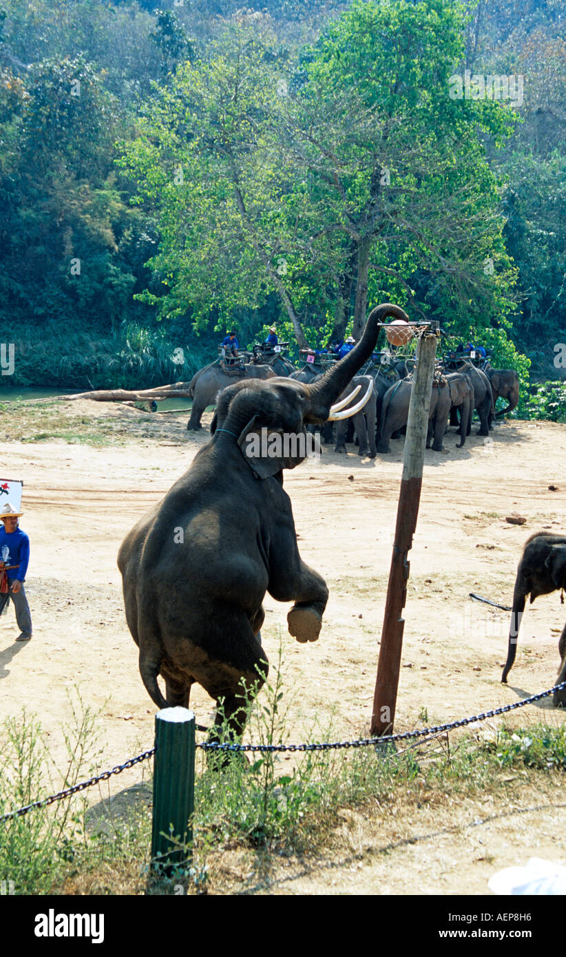 Riproduzione di elefante netball, Mae Ping Elephant Training Camp, Mae Ping, vicino a Chiang Mai, Thailandia Foto Stock