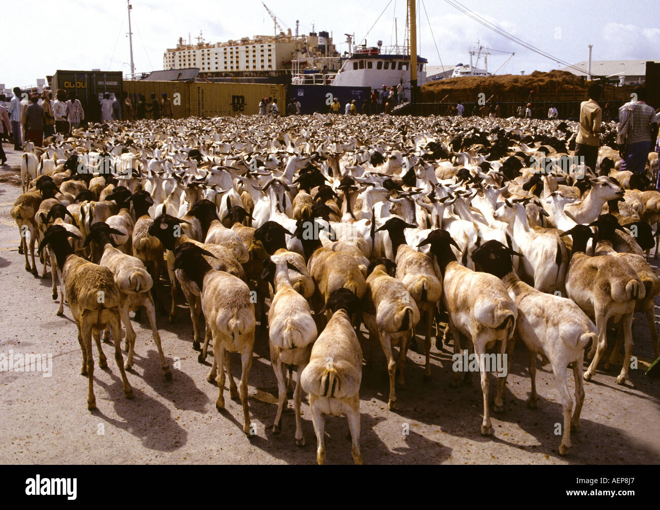AF Somalia:Mogadiscio migliaia di Nubian capre attendono la spedizione in Medio Oriente per "festa" nonostante la fame locale Foto Stock