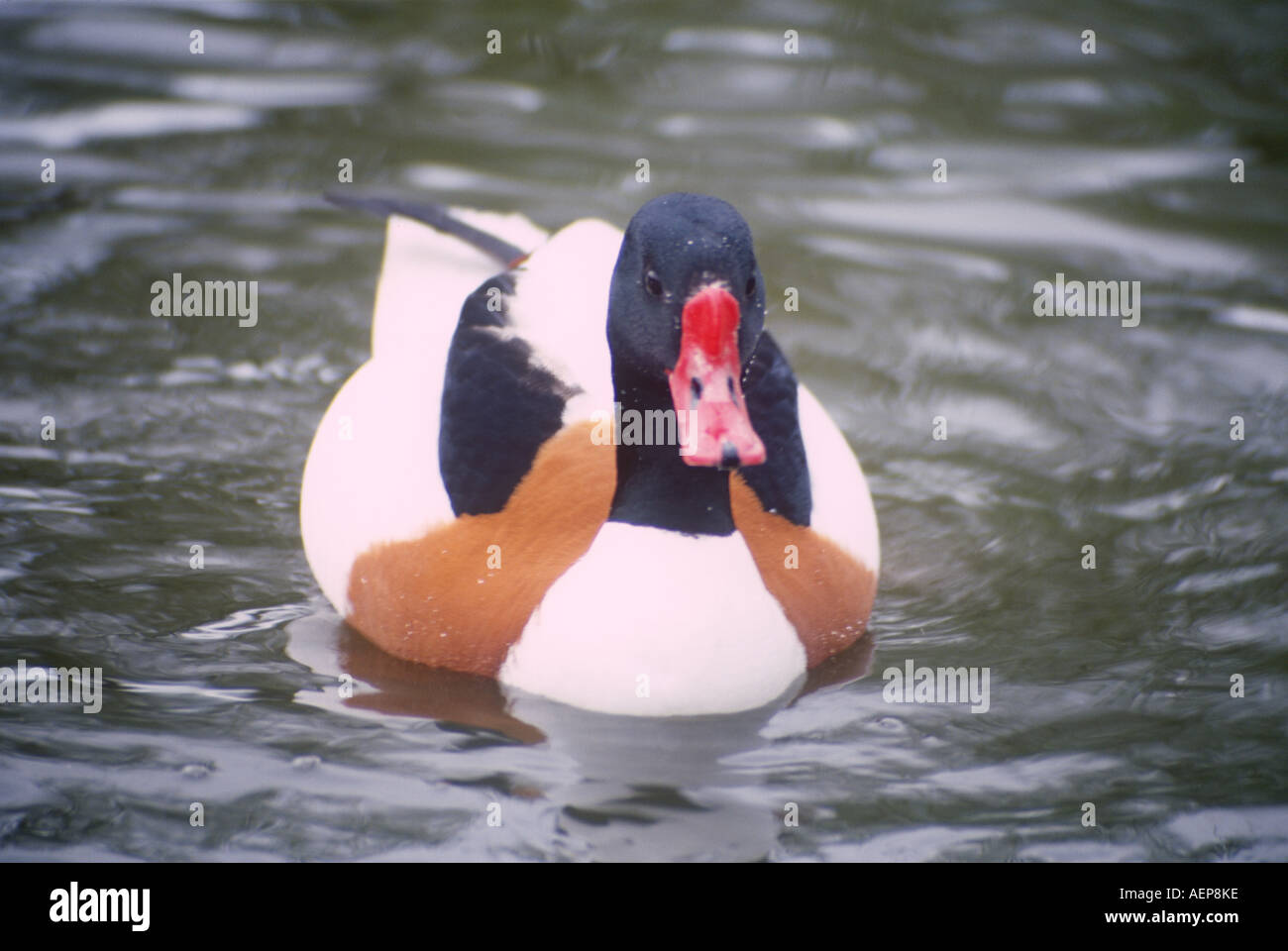 Shell Zone Umide d'anatra e Wildfowl Trust Llanelli Carmarthenshire Galles occidentale Foto Stock