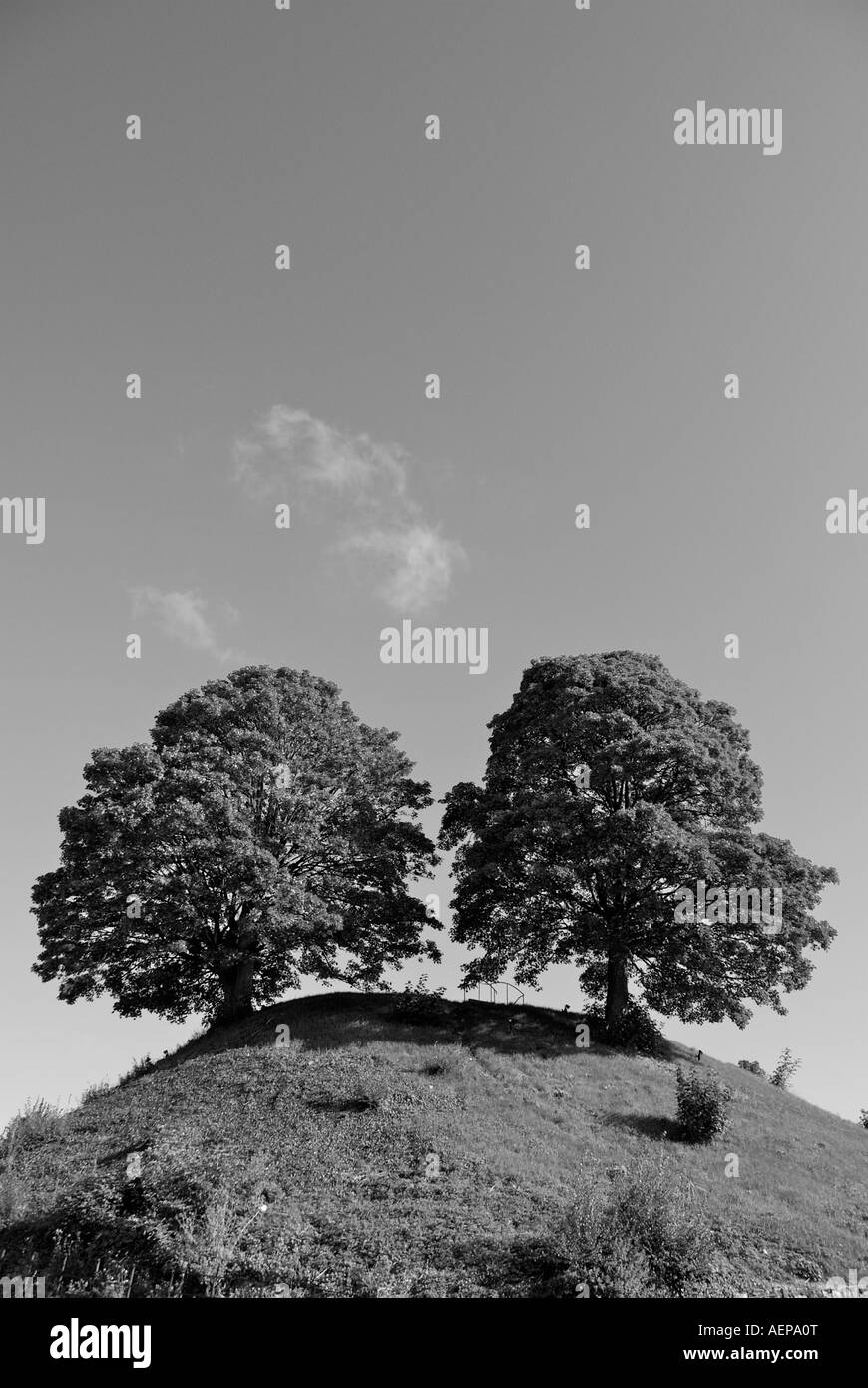 Twin possenti querce piantati su un poggio fuori Oxford Castle nel Regno Unito Foto Stock