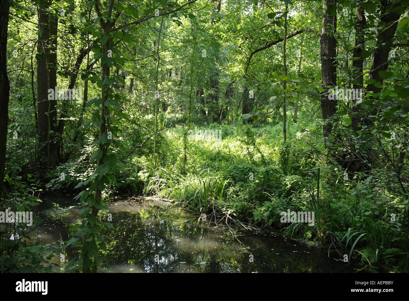 Natura incontaminata vicino a Luebbenau foresta di Sprea Brandenburg Germania Foto Stock