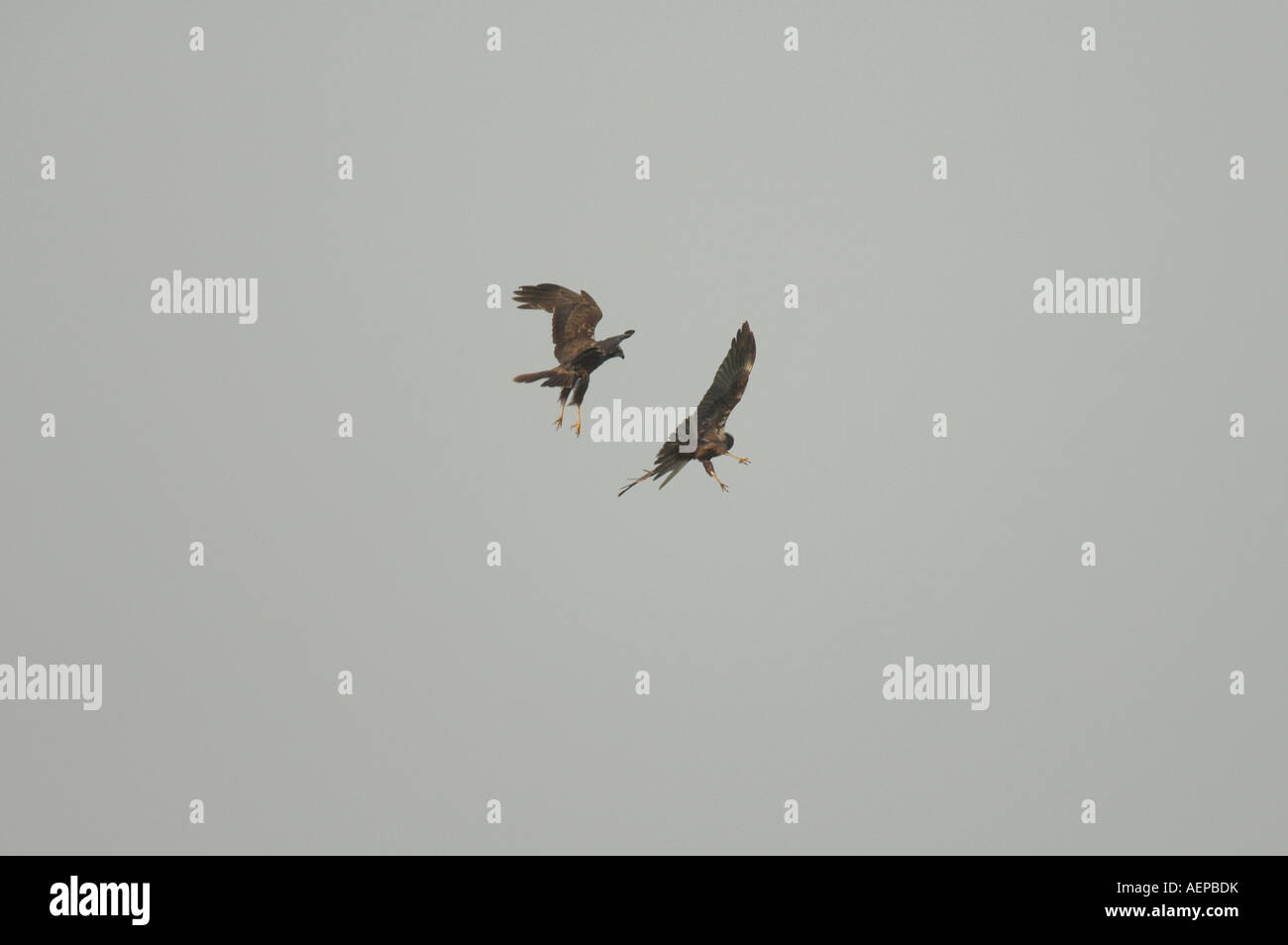 Falco di palude Circus aeruginosus femmine adulte nella disputa territoriale in volo sopra il pascolo marsh Kent England molla Foto Stock