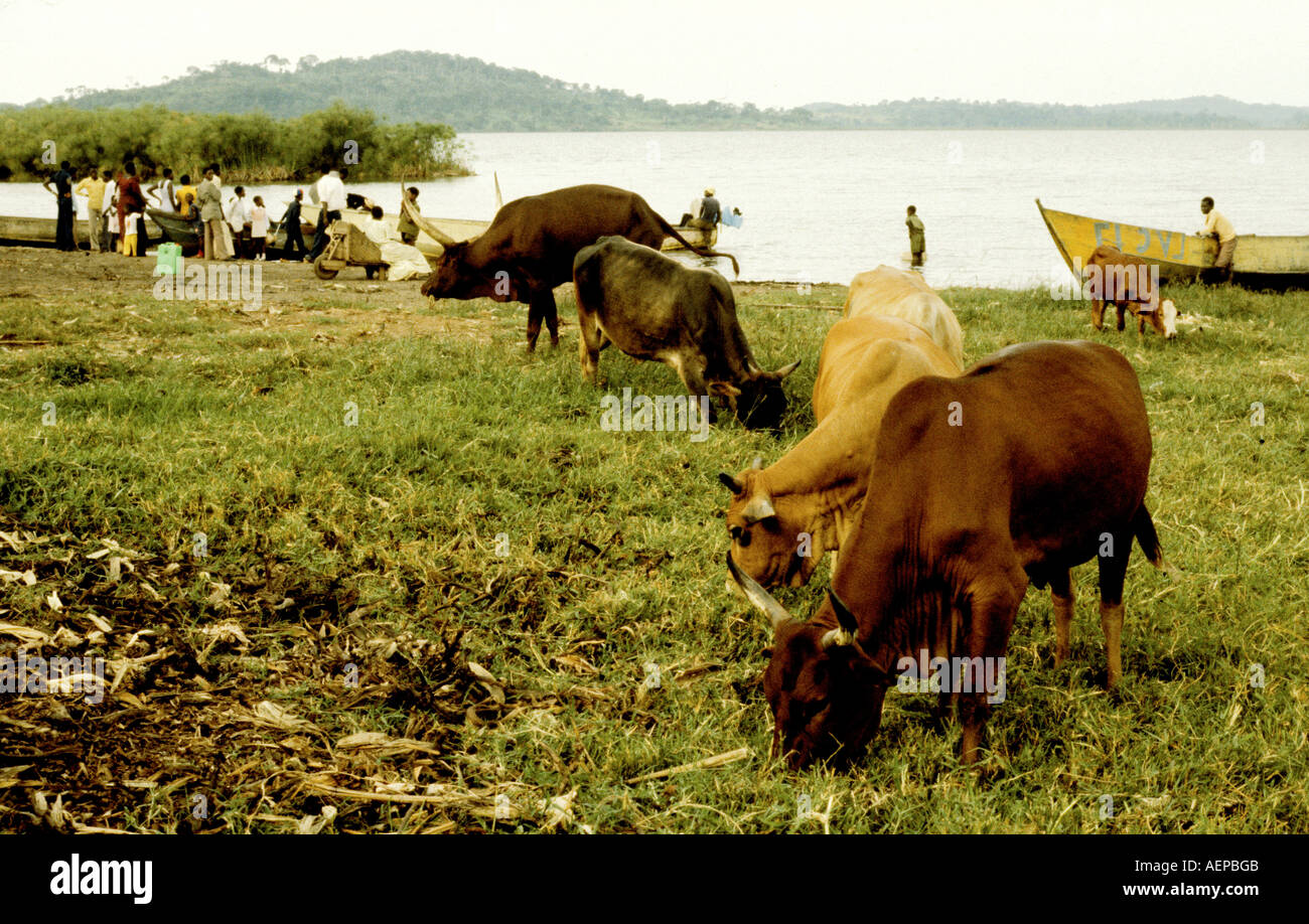 UGANDA: vacche di persone e barche a Lakeside Kampala Foto Stock