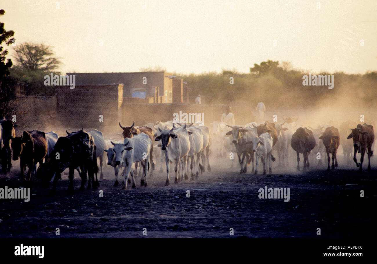 Sudan: Aherd di vacche di sollevare una nube di polvere come essi passano througa un villaggio Foto Stock