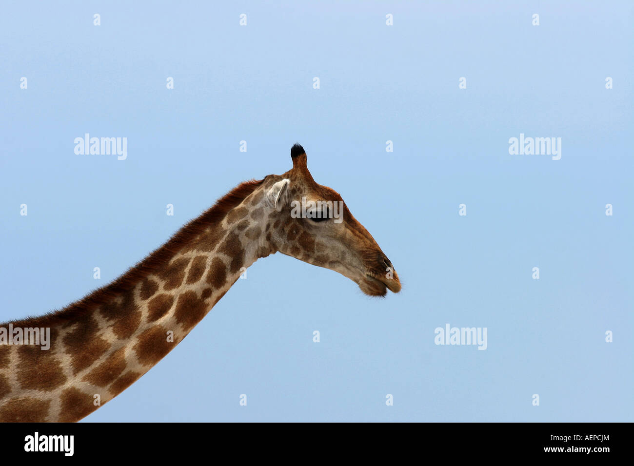 Giraffa camelopardalis giraffa raffigurata nel Parco Nazionale Etosha in Namibia in Africa contro il cielo blu Foto Stock