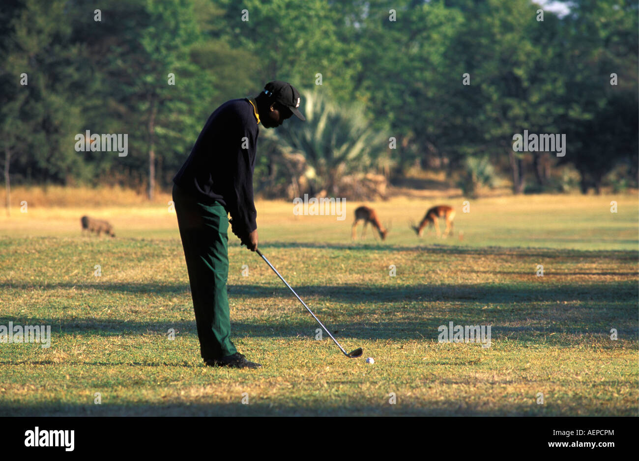 Zimbabwe Victoria Falls, uomo giocando a golf con warthog sinistra e destra impala in background Foto Stock