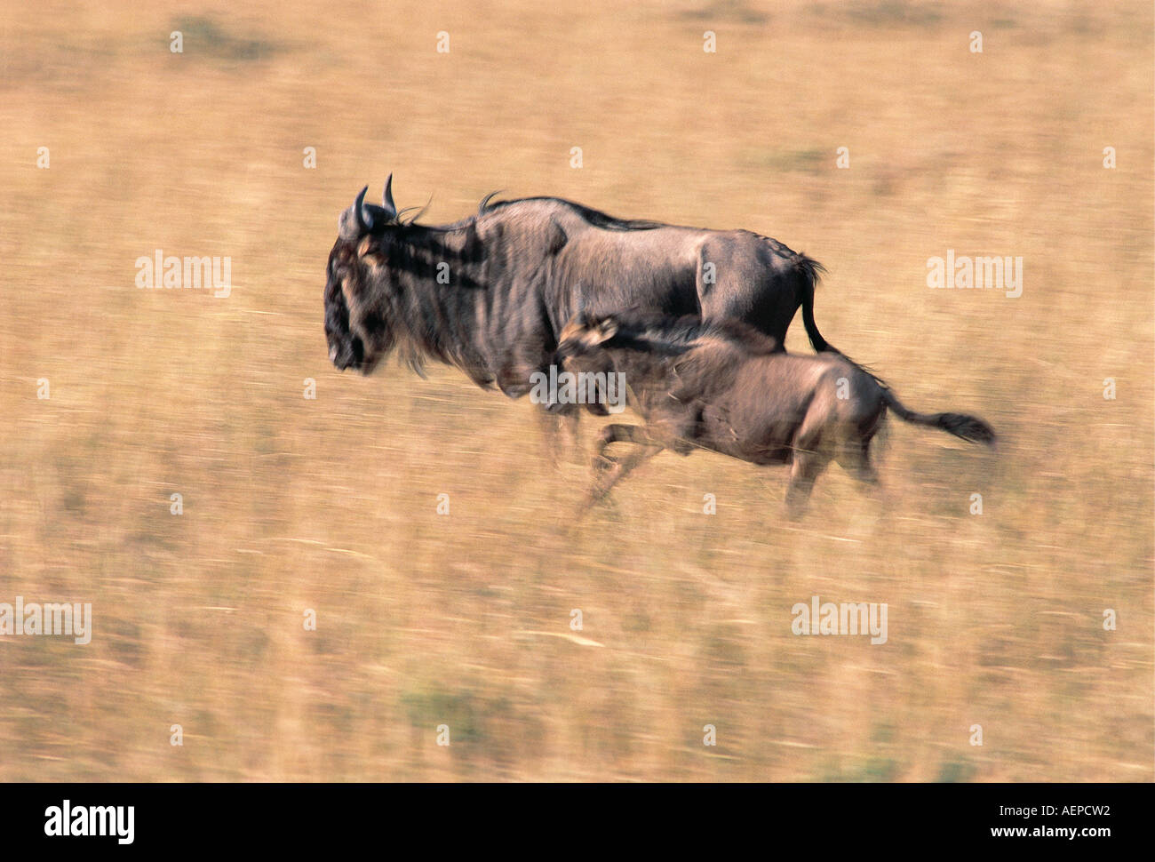 Gnu con un vitello yearling circa sei mesi di età al galoppo nella Riserva Nazionale di Masai Mara Kenya Foto Stock