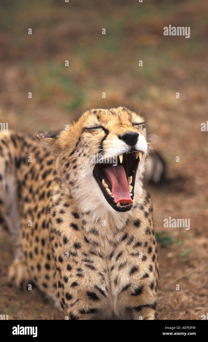 Zimbabwe Harare Cheetah l'imbardata Foto Stock