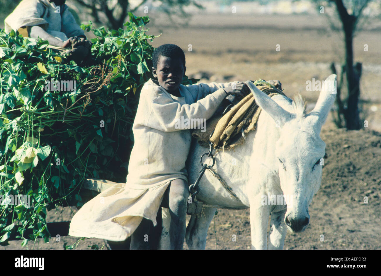 Sudan Boy con Donkey Foto Stock
